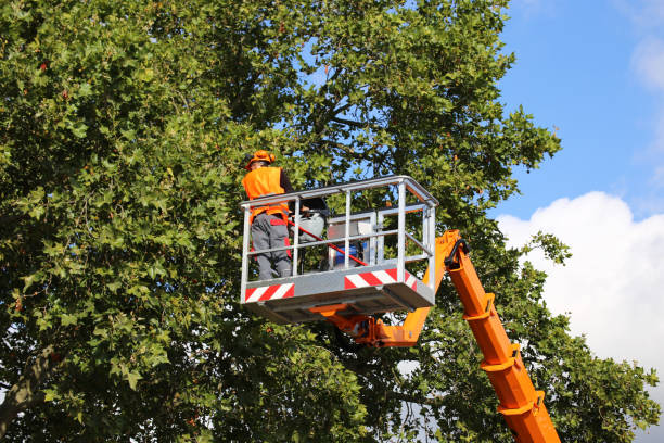 Reliable Cedarhurst, NY Tree Removal Solutions